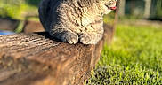 Migraine participe au concours pour gagner de l'argent avec cette photo : animal, blurred_background, cat, closeup, cute, daylight, feline, fur, garden, grass, gray_cat, mammal, nature, outdoor, pet, relaxed, resting, sunlight, tongue_out, wooden_beam