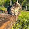 cat, gray_cat, tongue_out, wooden_beam, outdoor, grass, sunlight, blurred_background, nature, pet, animal, feline, resting, daylight, closeup, fur, relaxed, garden, mammal, cute