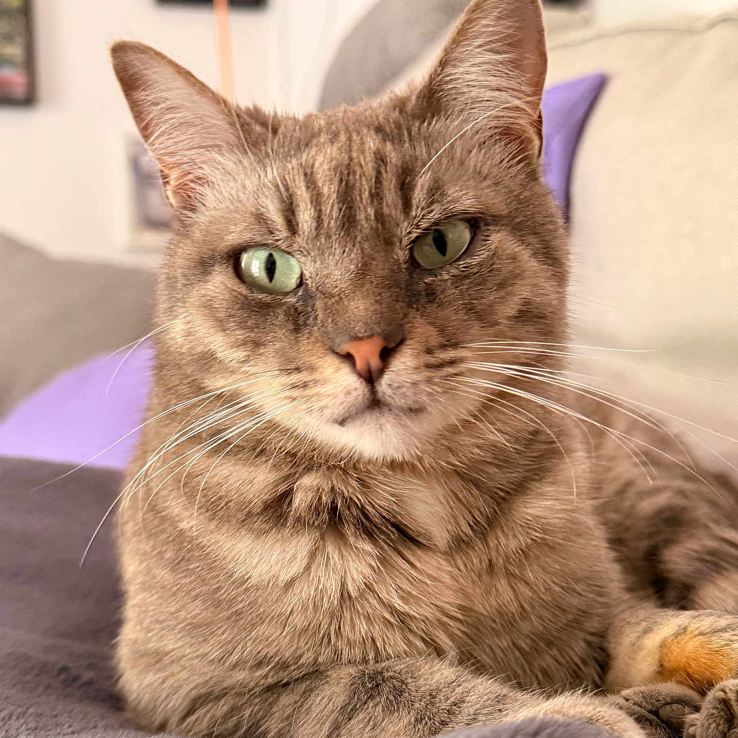 Migraine participe au concours pour gagner de l'argent avec cette photo : cat, tabby_cat, pet, indoor, feline, close_up, green_eyes, whiskers, fur, relaxed, blanket, couch, home, animal, portrait, laying_down, soft_texture, cute, domestic_animal, focused