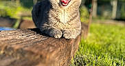 Migraine a rejoint le concours — aidez-le/la à gagner de superbes lots ! cat, yawning, animal, pet, wood, outdoor, greenery, grass, daylight, nature, feline, mammal, closeup, sunlight, relaxing, tongue, teeth, whiskers, blurred_background, resting