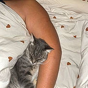 Migraine participe au concours pour gagner de l'argent avec cette photo : cat, sleeping_cat, gray_tabby, person_arm, blanket, heart_pattern, bed, cozy, resting, fur, whiskers, indoor, pet, animal, snuggling, relaxation, warmth, comfort, nap, soft_fabric