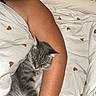 cat, sleeping_cat, gray_tabby, person_arm, blanket, heart_pattern, bed, cozy, resting, fur, whiskers, indoor, pet, animal, snuggling, relaxation, warmth, comfort, nap, soft_fabric
