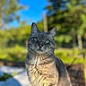 Migraine a rejoint le concours — aidez-le/la à gagner de superbes lots ! cat, gray_tabby, outdoor, animal, pet, feline, greenery, sunlight, blue_sky, nature, portrait, whiskers, ears, fur, closeup, daylight, garden, background_blur, curious, sitting