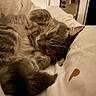Migraine participe au concours pour gagner de l'argent avec cette photo : cat, sleeping, tabby, fur, cozy, blanket, indoor, pet, cute, relaxed, whiskers, paw, resting, feline, animals, soft, warm, home, comfort, napping