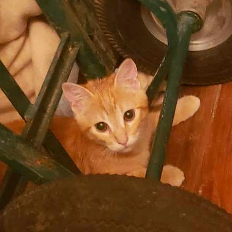 C.c. Kitty