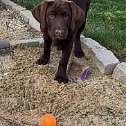 Skit joined the competition — help win amazing prizes! dog, puppy, labrador, chocolate, sand, garden, grass, toy, orange_ball, playful, outdoor, pet, animal, nose, paw, curious, greenery, stone_border, container, young_dog