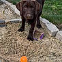 dog, puppy, labrador, chocolate, sand, garden, grass, toy, orange_ball, playful, outdoor, pet, animal, nose, paw, curious, greenery, stone_border, container, young_dog
