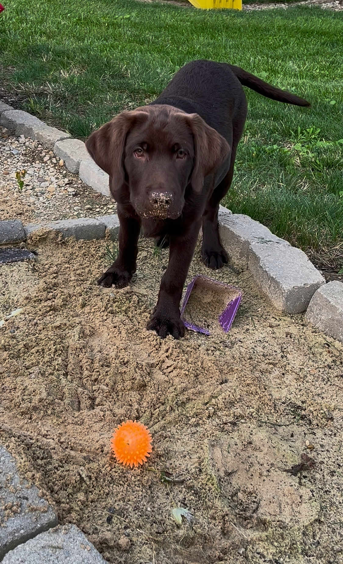 Skit joined the competition — help win amazing prizes! dog, puppy, labrador, chocolate, sand, garden, grass, toy, orange_ball, playful, outdoor, pet, animal, nose, paw, curious, greenery, stone_border, container, young_dog