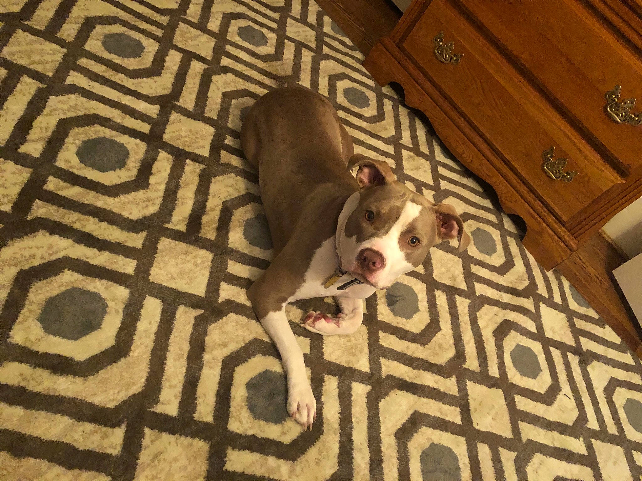 Lulu is registered to the contest to win money with this photo: american_bulldog, american_pit_bull_terrier, american_staffordshire_terrier, canidae, carnivore, companion_dog, dog, dog_breed, fawn, floor, flooring, mammal, non_sporting_group, pit_bull, snout, sporting_group