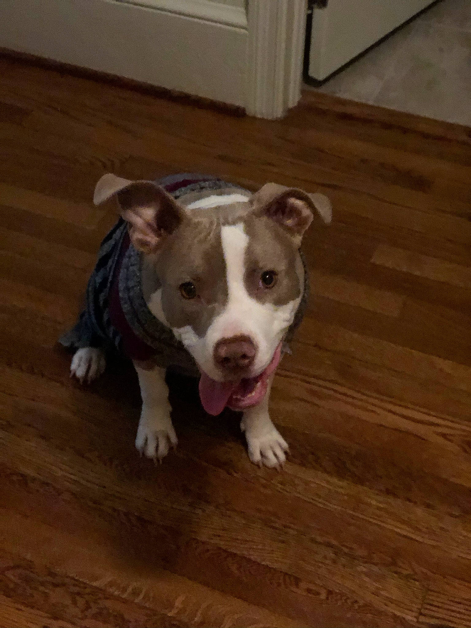 Lulu is registered to the contest to win money with this photo: american_bulldog, american_pit_bull_terrier, american_staffordshire_terrier, bull_and_terrier, canidae, carnivore, catahoula_bulldog, dog, dog_breed, fawn, mammal, non_sporting_group, nose, pit_bull, rare_breed_dog, snout, sporting_group, staffordshire_bull_terrier, valley_bulldog, vertebrate