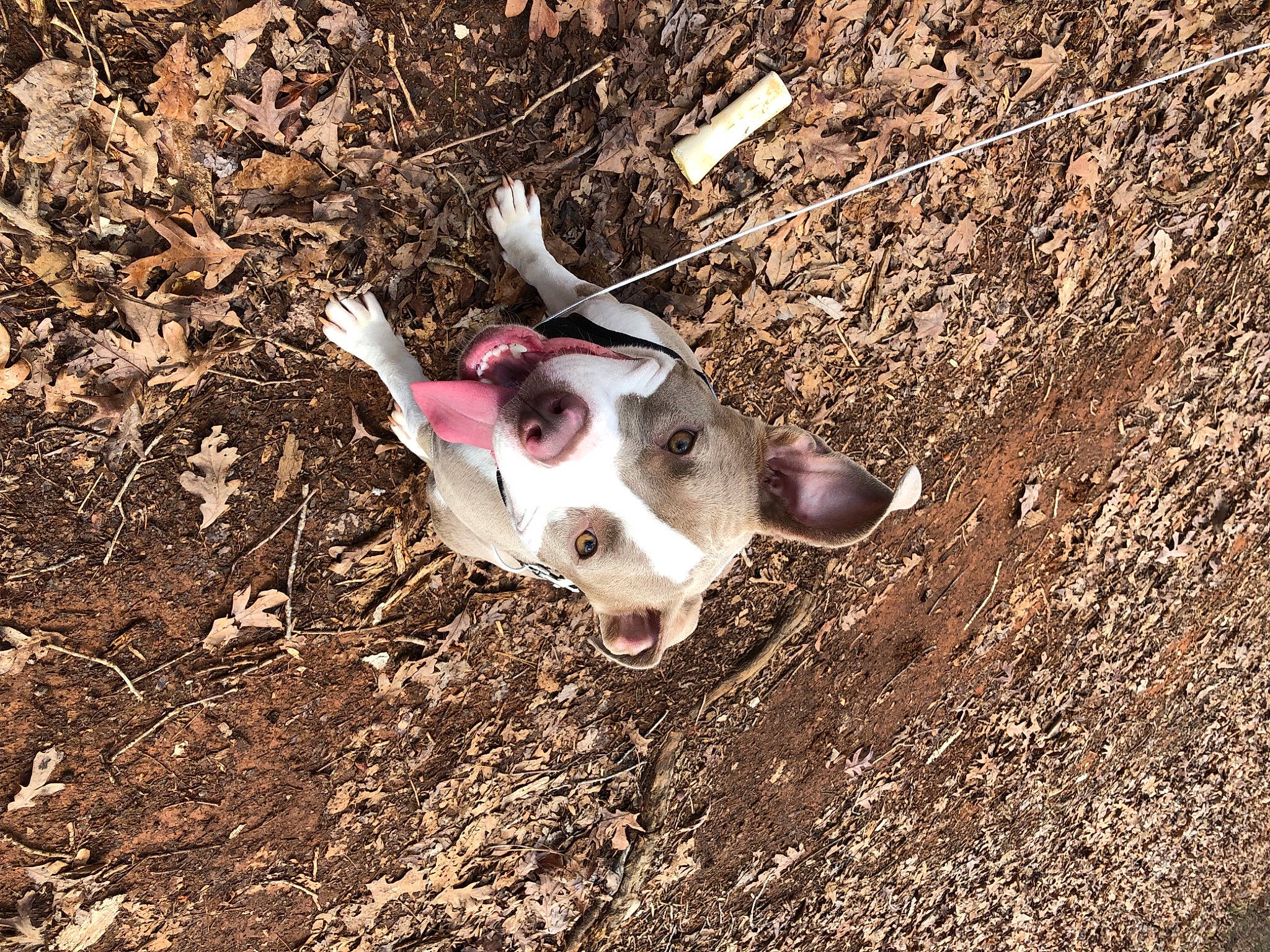 Lulu joined the competition — help win amazing prizes! adventure, american_staffordshire_terrier, boston_terrier, canidae, carnivore, dog, dog_breed, fawn, feist, non_sporting_group, puppy, snout, soil