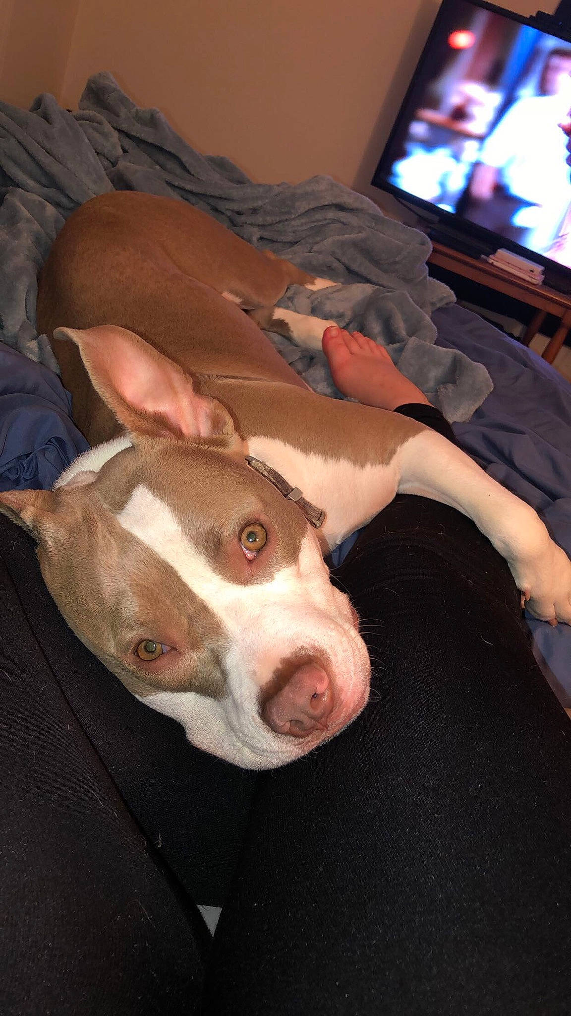 Lulu joined the competition — help win amazing prizes! american_pit_bull_terrier, american_staffordshire_terrier, canidae, carnivore, dog, dog_breed, ear, fawn, mammal, non_sporting_group, nose, pit_bull, snout, vertebrate