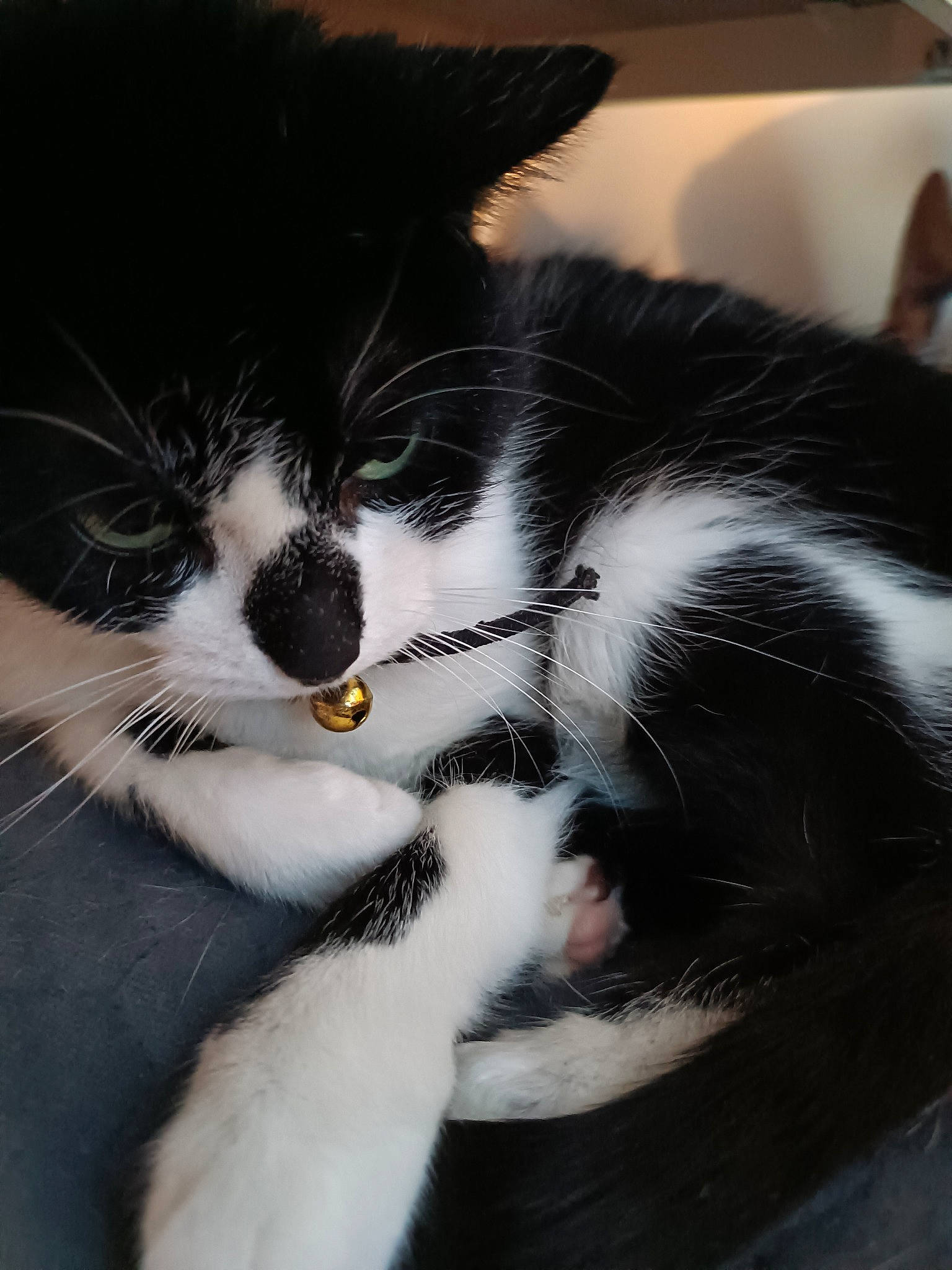 Girly a rejoint le concours — aidez-le/la à gagner de superbes lots ! carnivore, cat, claw, comfort, domestic_short_haired_cat, eye, felidae, foot, fur, monochrome_photography, paw, small_to_medium_sized_cats, tail, whiskers