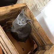 Samael participe au concours pour gagner de l'argent avec cette photo : cat, gray_cat, wooden_crate, cardboard_box, indoor, pet, animal, yellow_eyes, curious, feline, looking_up, stone_wall, cozy, home, domestic, fur, whiskers, ears, sitting, box