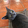 Samael a rejoint le concours — aidez-le/la à gagner de superbes lots ! cat, gray_cat, yellow_eyes, pet, feline, curious, lying_down, indoor, mat, terracotta_tiles, floor, whiskers, ears, close_up, animal, mammal, fur, cute, domestic_animal, portrait