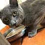 Samael participe au concours pour gagner de l'argent avec cette photo : cat, gray_cat, pet, animal, feline, water_bowl, floor, tile_floor, close_up, curious, whiskers, paw, indoor, domestic_cat, yellow_eyes, portrait, fur, side_view, reflection, metal_bowl
