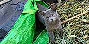 Samael a rejoint le concours — aidez-le/la à gagner de superbes lots ! cat, grey_cat, animal, pet, outdoor, dry_leaves, twigs, green_tarp, black_tarp, feline, nature, curious, squinting, fur, whiskers, ears, small_animal, yard, daylight, background_wall