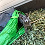 cat, grey_cat, animal, pet, outdoor, dry_leaves, twigs, green_tarp, black_tarp, feline, nature, curious, squinting, fur, whiskers, ears, small_animal, yard, daylight, background_wall