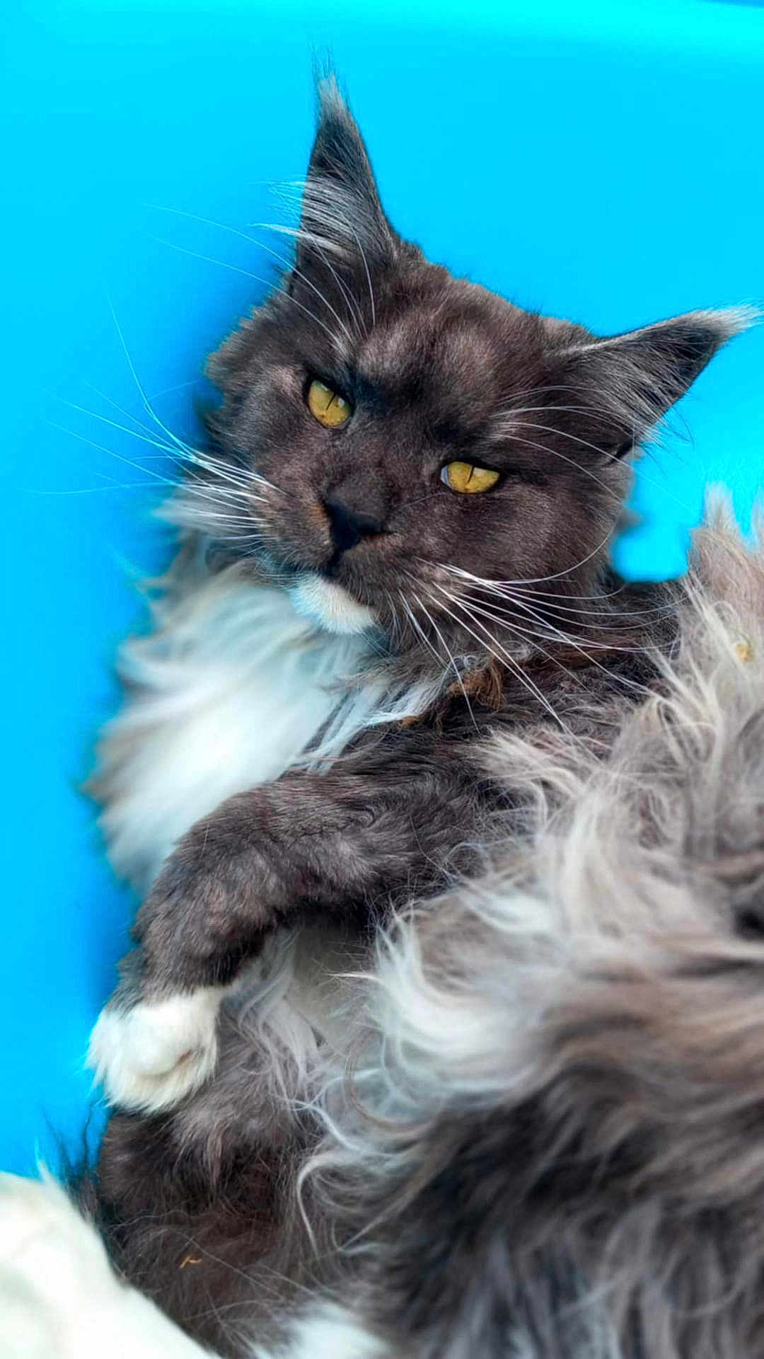 Prince