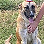 dog, canine, pet, outdoor, grass, animal, happy, tongue_out, hat, small_hat, hand, human_interaction, sitting, brown_fur, white_fur, ears, tail, friendly, companion, summer