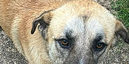 Duke is registered to the contest to win money with this photo: dog, animal, pet, outdoor, grass, ground, brown_fur, white_paw, curious, close_up, looking_up, canine, nature, mammal, ears, snout, portrait, walking, friendly, companion