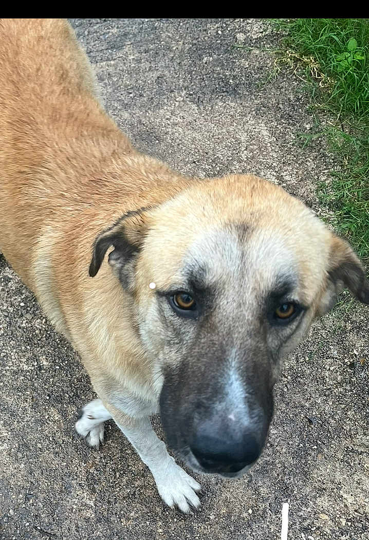 Duke joined the competition — help win amazing prizes! dog, animal, pet, outdoor, grass, ground, brown_fur, white_paw, curious, close_up, looking_up, canine, nature, mammal, ears, snout, portrait, walking, friendly, companion