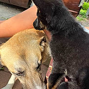 Duke is registered to the contest to win money with this photo: dog, puppy, outdoor, sunlight, vehicle, brown, black, tan, fur, canine, pet, snuggling, closeup, animal, paw, ear, nose, person, arm, bench