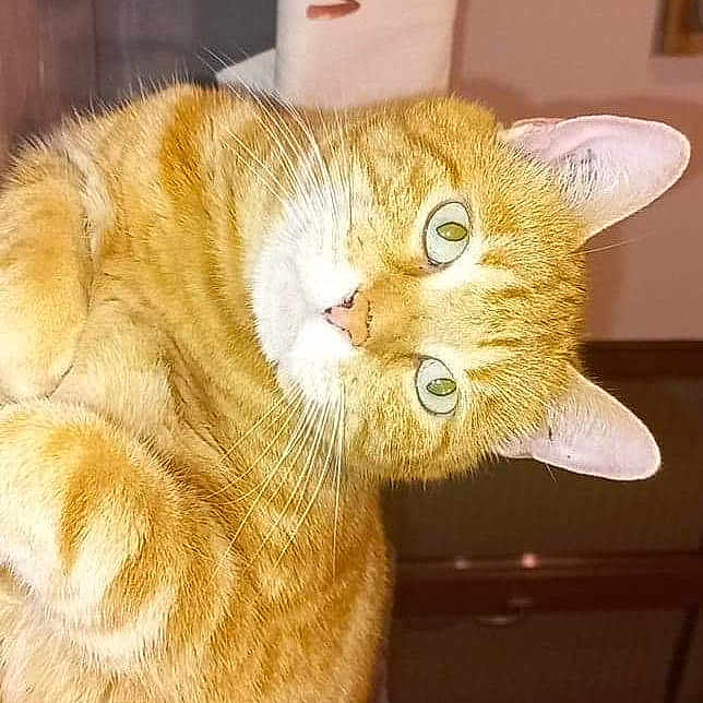 Crapouille participe au concours pour gagner de l'argent avec cette photo : animal, background_blur, cat, close_up, cozy, curious, cute, domestic_animal, ears, face, feline, fur, green_eyes, home_decor, household, indoor, orange_tabby, pet, resting, whiskers