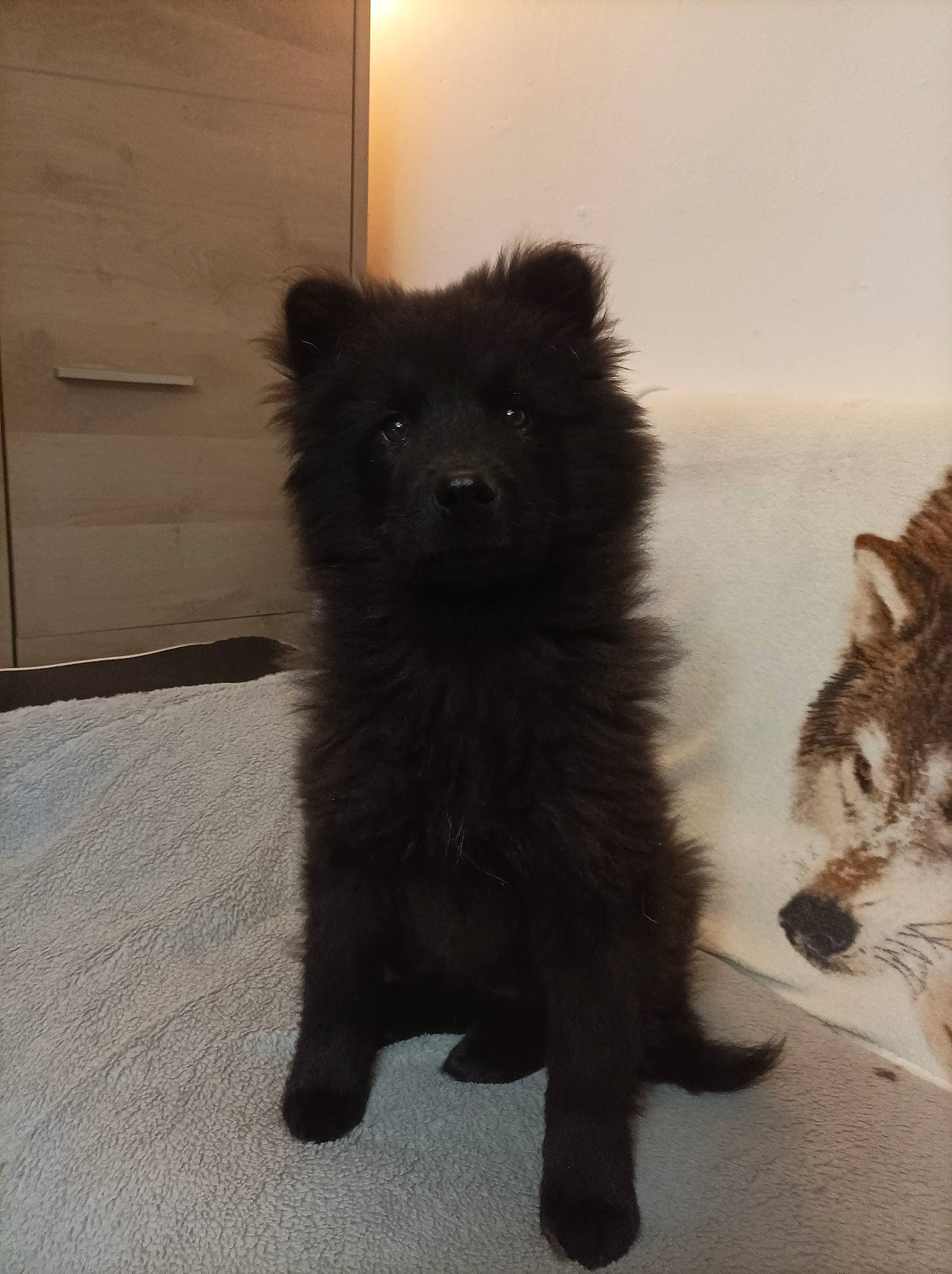 UrkÅne participe au concours pour gagner de l'argent avec cette photo : black_cat, canidae, carnivore, cat, claw, companion_dog, dog_breed, door, felidae, flooring, fur, paw, small_to_medium_sized_cats, snout, sporting_group, tail, terrestrial_animal, vertebrate, whiskers, working_animal