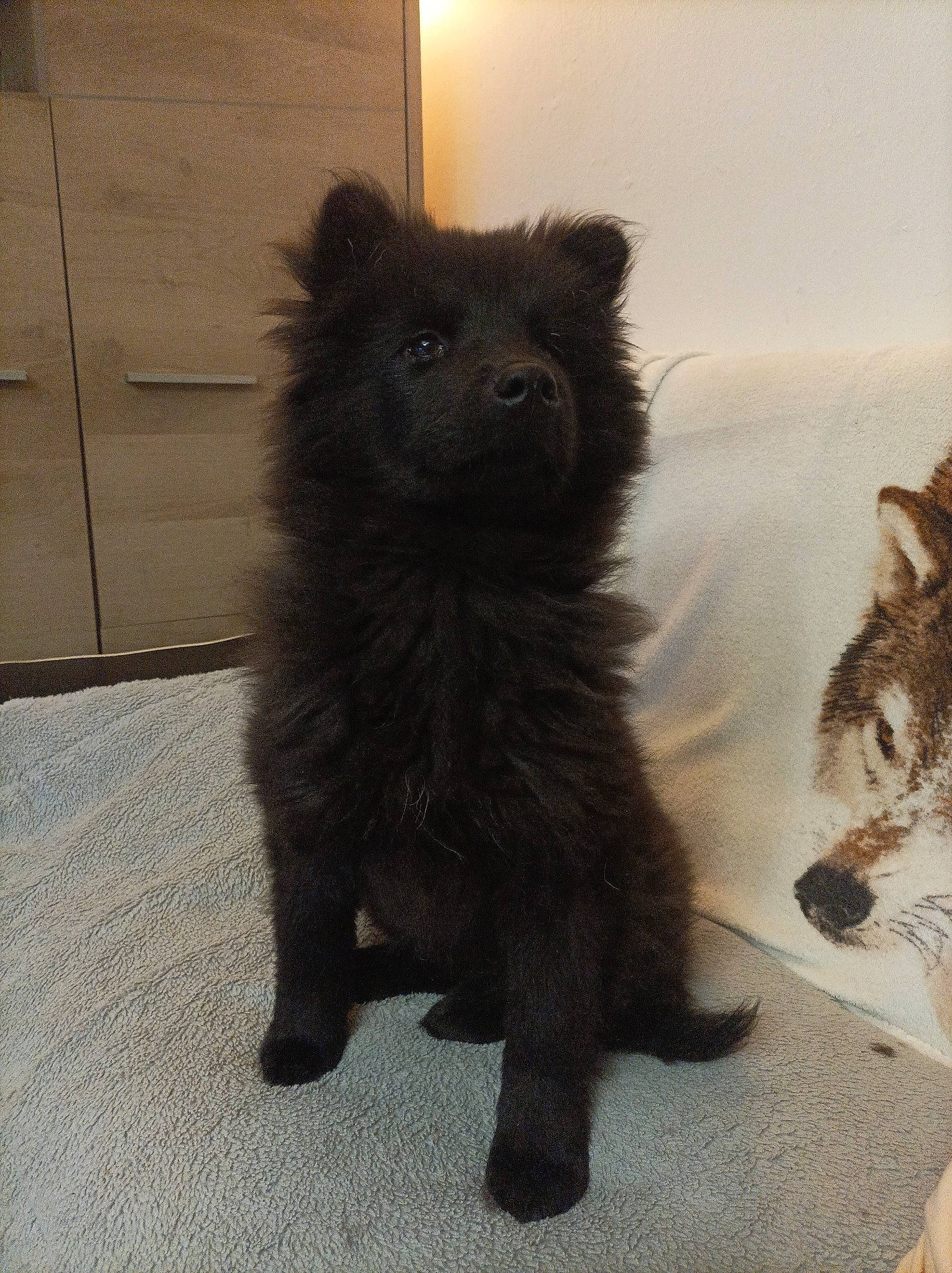 UrkÅne a rejoint le concours — aidez-le/la à gagner de superbes lots ! canidae, carnivore, claw, companion_dog, dog, dog_breed, fawn, felidae, flooring, fur, german_spitz, german_spitz_mittel, liver, paw, small_to_medium_sized_cats, snout, sporting_group, tail, terrestrial_animal, whiskers