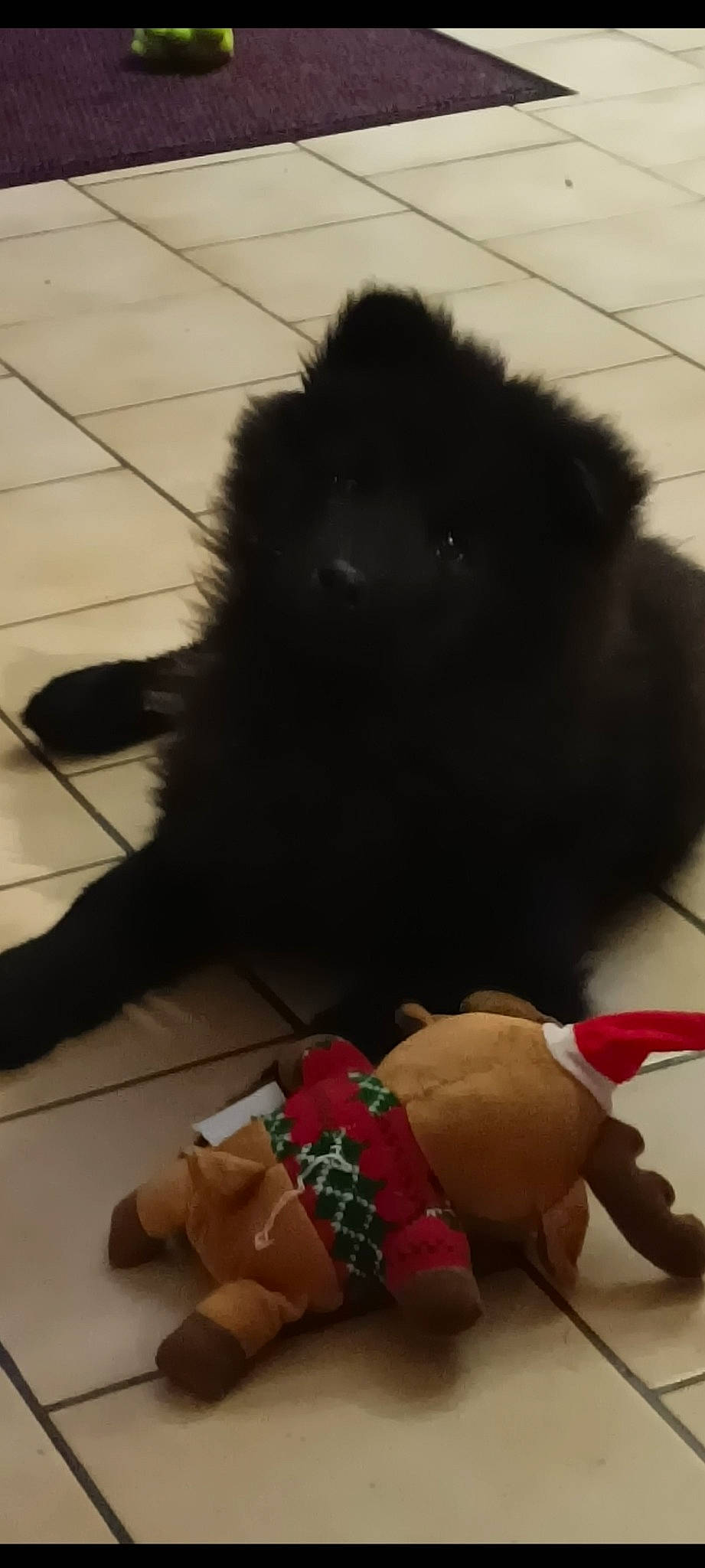 UrkÅne participe au concours pour gagner de l'argent avec cette photo : carnivore, companion_dog, dog, dog_breed, dog_supply, flooring, foot, fur, german_spitz, german_spitz_klein, liver, mammal, snout, spitz, tail, thigh, toy, toy_dog, vertebrate, working_animal