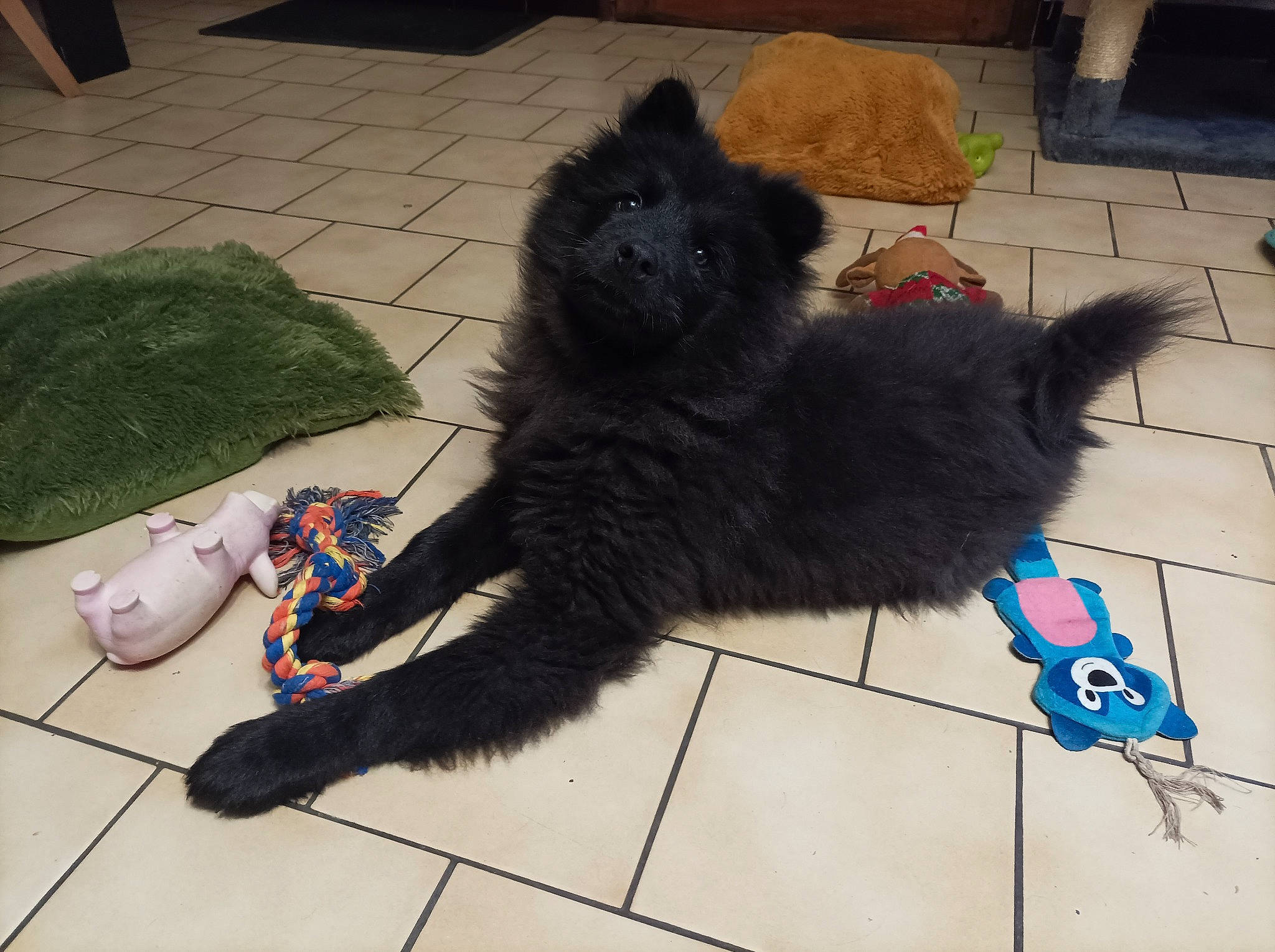 UrkÅne participe au concours pour gagner de l'argent avec cette photo : black, black_cat, canidae, carnivore, claw, companion_dog, dog_breed, dog_supply, fashion_accessory, felidae, flooring, flowerpot, fur, paw, small_to_medium_sized_cats, tail, terrier, toy_dog, whiskers, working_animal