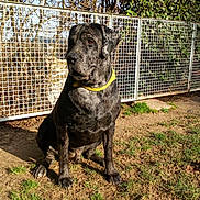 Marley participe au concours pour gagner de l'argent avec cette photo : alaunt, american_bulldog, american_pit_bull_terrier, american_staffordshire_terrier, bandog, cane_corso, canidae, carnivore, dog, dog_breed, guard_dog, mammal, molosser, non_sporting_group, perro_de_presa_canario, perro_de_presa_mallorquin, rare_breed_dog, sporting_group, vertebrate, working_dog