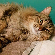 Djamann a rejoint le concours — aidez-le/la à gagner de superbes lots ! asian, asian_semi_longhair, british_semi_longhair, carnivore, cat, domestic_long_haired_cat, dragon_li, european_shorthair, felidae, fur, kitten, maine_coon, mammal, norwegian_forest_cat, pixie_bob, ragamuffin, siberian, small_to_medium_sized_cats, vertebrate, whiskers