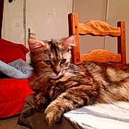 Ornalla a rejoint le concours — aidez-le/la à gagner de superbes lots ! american_curl, american_shorthair, asian, carnivore, cat, dragon_li, european_shorthair, felidae, kitten, maine_coon, mammal, norwegian_forest_cat, pixie_bob, siberian, small_to_medium_sized_cats, snapshot, tabby_cat, toyger, vertebrate, whiskers