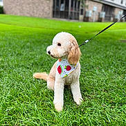Mia joined the competition — help win amazing prizes! animal, bandana, canine, companion, cute, daylight, dog, fur, grass, greenery, house, leash, nature, outdoor, pet, poodle, portrait, residential, sitting, summer