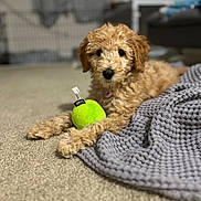 Mia is registered to the contest to win money with this photo: animal, background_blur, blanket, carpet, cozy, curly_fur, cute, dog, fur, green_toy, home, indoor, lying_down, pet, playful, puppy, relaxed, small_dog, soft_focus, toy