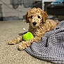 animal, background_blur, blanket, carpet, cozy, curly_fur, cute, dog, fur, green_toy, home, indoor, lying_down, pet, playful, puppy, relaxed, small_dog, soft_focus, toy
