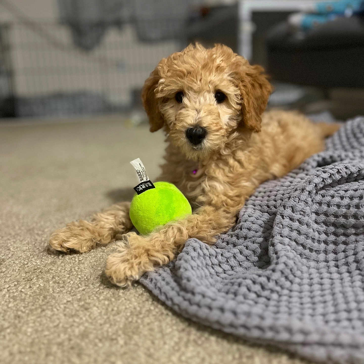 Mia is registered to the contest to win money with this photo: animal, background_blur, blanket, carpet, cozy, curly_fur, cute, dog, fur, green_toy, home, indoor, lying_down, pet, playful, puppy, relaxed, small_dog, soft_focus, toy