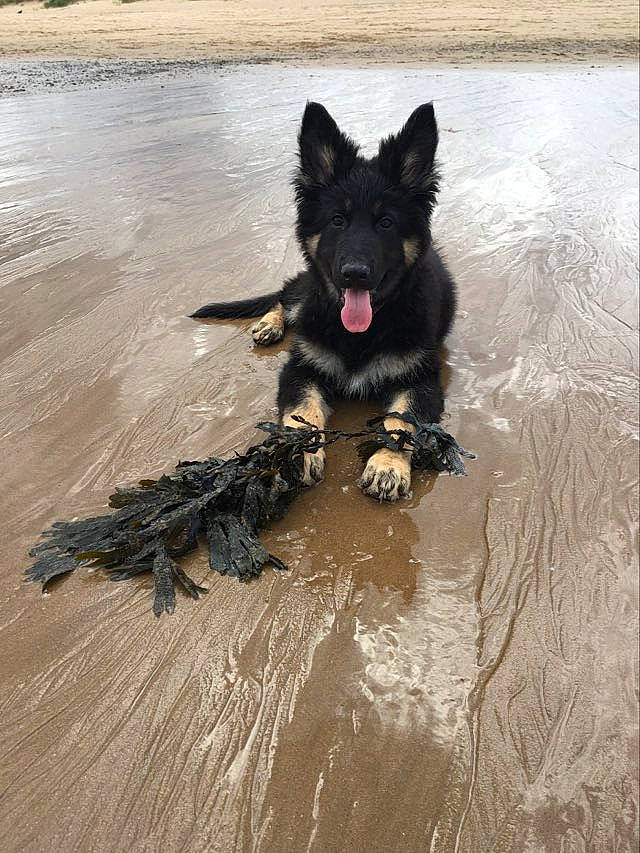 Dakota joined the competition — help win amazing prizes! art, black_norwegian_elkhound, canidae, canis, carnivore, companion_dog, dog, dog_breed, ford, fur, giant_dog_breed, guard_dog, hardwood, herding_dog, king_shepherd, non_sporting_group, water, wood, working_animal, working_dog