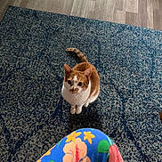 Juniper joined the competition — help win amazing prizes! cat, orange_and_white_cat, pet, animal, sitting, looking_at_camera, indoors, rug, carpet, floor, wood_floor, floral_clothing, colorful, home, portrait, whiskers, ears, tail, paws, curious
