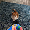 cat, orange_and_white_cat, pet, animal, sitting, looking_at_camera, indoors, rug, carpet, floor, wood_floor, floral_clothing, colorful, home, portrait, whiskers, ears, tail, paws, curious