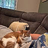 Juniper is registered to the contest to win money with this photo: cat, orange_and_white_cat, pet, animal, feline, sleeping, lounging, blanket, couch, living_room, cozy, indoor, home, plush_toy, window, curtains, human_leg, pajamas, relaxed, portrait
