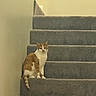 Juniper joined the competition — help win amazing prizes! cat, kitten, staircase, stairs, carpet, indoors, pet, animal, brown_and_white, sitting, looking_at_camera, tail, feline, home, hallway, wall, blanket, portrait, warm_lighting, domestic_animal