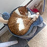 cat, sleeping, brown_and_white, curled_up, tail, pet_bed, cat_tree, hammock, scratching_post, plush, toy, indoor, window, sunlight, tile_floor, home, cozy, relaxed, feline, nap