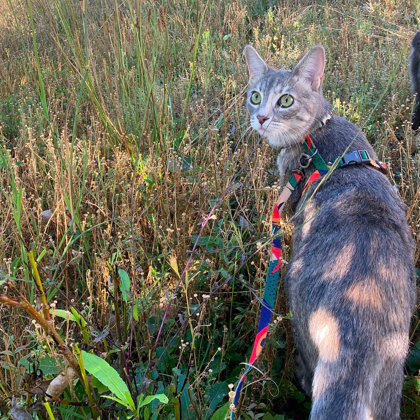 Raven joined the competition — help win amazing prizes! accessories, animal, cat, field, flower, grass, grassland, herbal, herbs, kitten, land, leash, nature, outdoors, person, pet, plant, strap, tree, vegetation