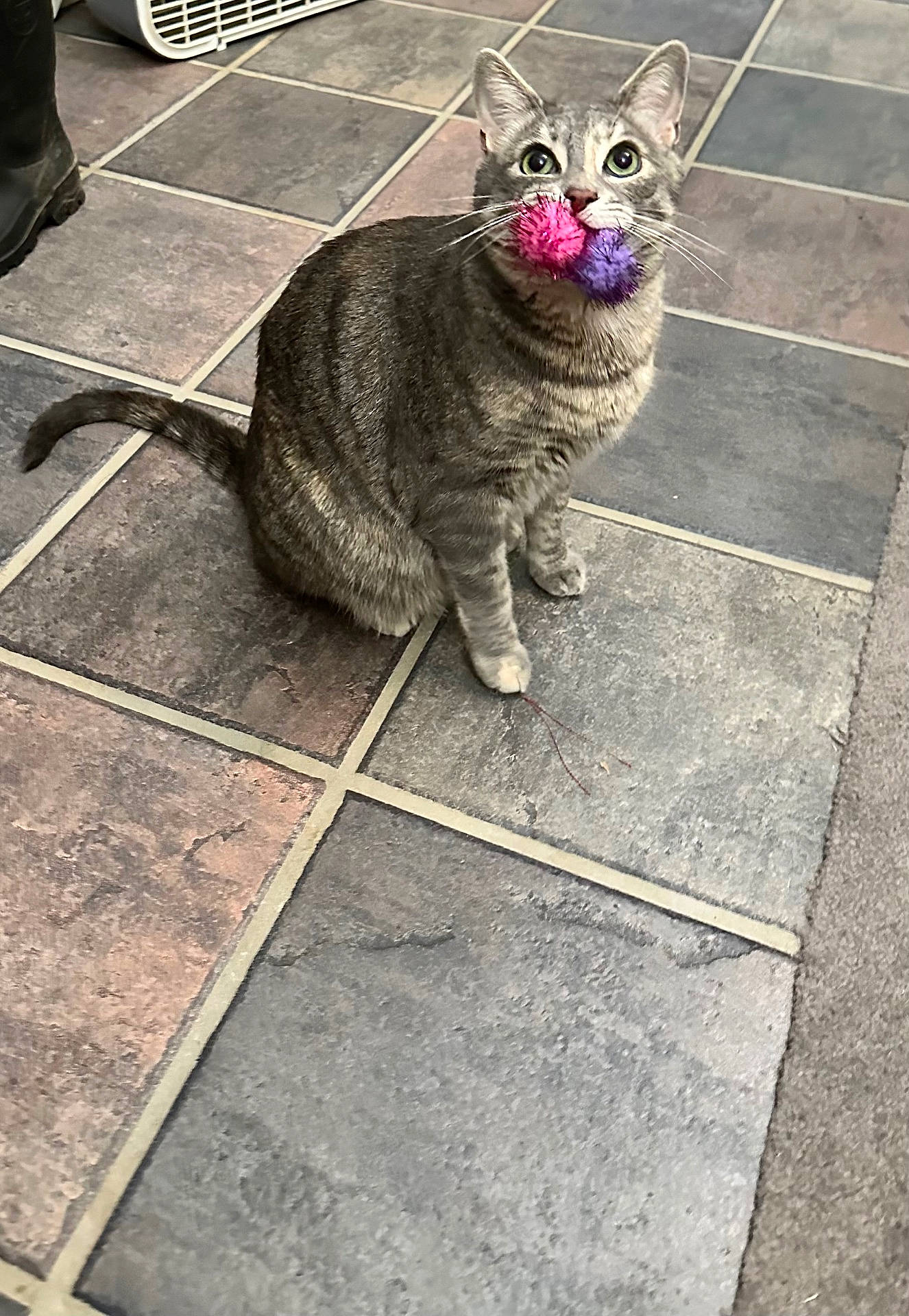 Raven joined the competition — help win amazing prizes! accessories, animal, canine, cat, clothing, face, flower, footwear, hardwood, kitten, manx, path, person, pet, plant, purple, shoe, slate, tile, wood