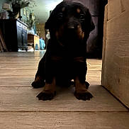 Baya a rejoint le concours — aidez-le/la à gagner de superbes lots ! puppy, dog, indoor, wooden_floor, pet, animal, young, cute, black_fur, brown_markings, sitting, home, furniture, blurred_background, floor, curious, small, portrait, canine, domestic