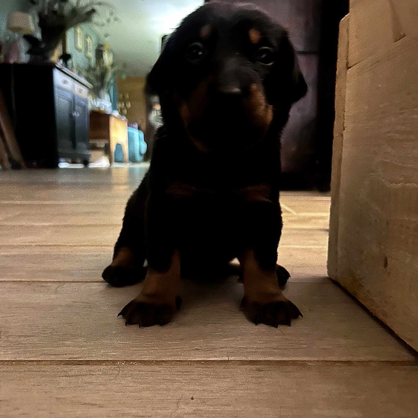 Baya a rejoint le concours — aidez-le/la à gagner de superbes lots ! puppy, dog, indoor, wooden_floor, pet, animal, young, cute, black_fur, brown_markings, sitting, home, furniture, blurred_background, floor, curious, small, portrait, canine, domestic