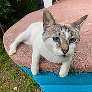 Appie participe au concours pour gagner de l'argent avec cette photo : cat, blue_eyes, white_fur, gray_markings, outdoor, table, pink_tabletop, blue_table_base, grass, greenery, relaxed, curious, pet, animal, whiskers, daylight, nature, closeup, feline, resting